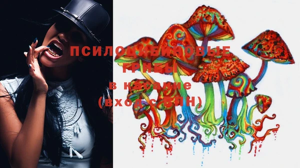 стаф Козловка